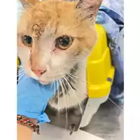 Foto dell\'animale gatto - Matr. 2025/1054 - Microchip 380260170352130