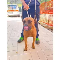 Foto dell\'animale cane - Matr. 2025/1055 - Microchip 380260170352056