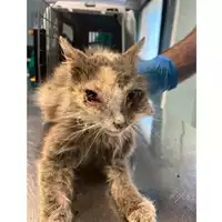 Foto dell\'animale gatto - Matr. 2025/1058 - Microchip 380260170352133