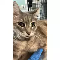 Foto dell\'animale gatto - Matr. 2025/1057 - Microchip 380260170352039