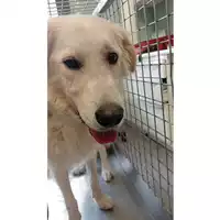 Foto dell\'animale cane - Matr. 2025/1059 - Microchip 380260170353939