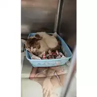 Foto dell\'animale gatto - Matr. 2025/1062 - Microchip 380260170352122