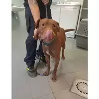 Foto dell\'animale cane - Matr. 2025/1060 - Microchip 380260170352138