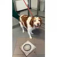 Foto dell\'animale cane - Matr. 2025/1063 - Microchip 380260170352128
