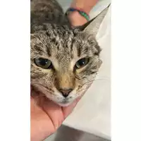 Foto dell\'animale gatto - Matr. 2025/1069 - Microchip 380260004815472