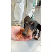 Foto dell\'animale cane - Matr. 2025/1065 - Microchip 380260170352134