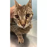 Foto dell\'animale gatto - Matr. 2025/1068 - Microchip 380260170353937