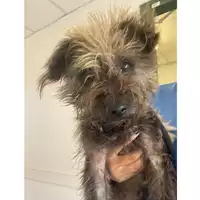 Foto dell\'animale cane - Matr. 2025/1072 - Microchip 380260170352124