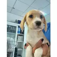 Foto dell\'animale cane - Matr. 2025/1075 - Microchip 380260170352131