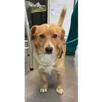 Foto dell\'animale cane - Matr. 2021/0968 - Microchip 380260044550533