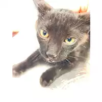Foto dell\'animale gatto - Matr. 2025/1076 - Microchip 380260170352078