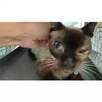 Foto dell\'animale gatto - Matr. 2025/1079 - Microchip 380260170352063