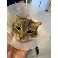 Foto dell\'animale gatto - Matr. 2025/1077 - Microchip 380260170352076