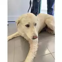 Foto dell\'animale cane - Matr. 2025/1080 - Microchip 380260170353924