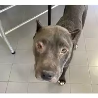 Foto dell\'animale cane - Matr. 2024/0869 - Microchip 380260171041807