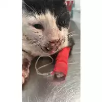 Foto dell\'animale gatto - Matr. 2025/1082 - Microchip 380260170352065