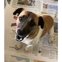 Foto dell\'animale cane - Matr. 2021/0969 - Microchip 380260044550946