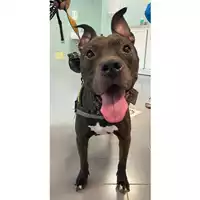 Foto dell\'animale cane - Matr. 2025/1081 - Microchip 380260042293203