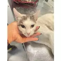 Foto dell\'animale gatto - Matr. 2025/1093 - Microchip 380260170353928