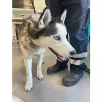 Foto dell\'animale cane - Matr. 2024/1940 - Microchip 380260043846910