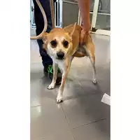 Foto dell\'animale cane - Matr. 2025/1091 - Microchip 380260170353931