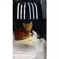 Foto dell\'animale gatto - Matr. 2025/1085 - Microchip 380260170353927