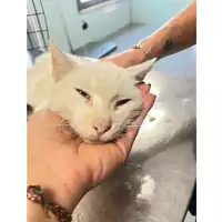 Foto dell\'animale gatto - Matr. 2025/1094 - Microchip 380260170352057