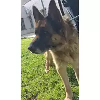 Foto dell\'animale cane - Matr. 2025/0241 - Microchip 380260100380393
