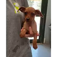 Foto dell\'animale cane - Matr. 2021/0971 - Microchip 380260044440219