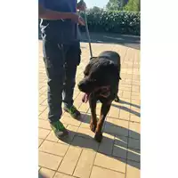 Foto dell\'animale cane - Matr. 225/1101 - Microchip 380260101914712
