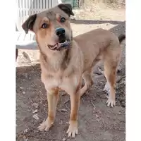 Foto dell\'animale cane - Matr. 2025/0658 - Microchip 380260044998471
