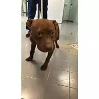 Foto dell\'animale cane - Matr. 2025/1104 - Microchip 380260170353881