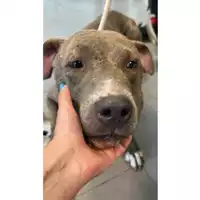 Foto dell\'animale cane - Matr. 2025/1102 - Microchip 380260059061424