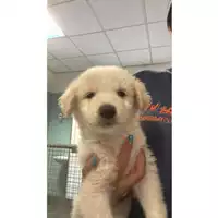Foto dell\'animale cane - Matr. 2025/1106 - Microchip 380260170353894