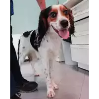Foto dell\'animale cane - Matr. 2021/0972 - Microchip 380260044437134