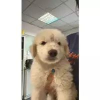 Foto dell\'animale cane - Matr. 2025/1107 - Microchip 380260170353885