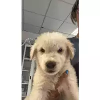 Foto dell\'animale cane - Matr. 2025/1109 - Microchip 380260170353890
