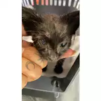 Foto dell\'animale gatto - Matr. 2025/1113 - Microchip 380260170352049