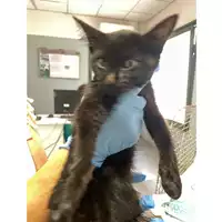 Foto dell\'animale gatto - Matr. 2025/1116 - Microchip 380260170352508