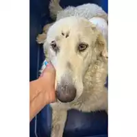 Foto dell\'animale cane - Matr. 2025/1119 - Microchip 380260170352584