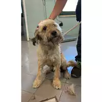 Foto dell\'animale cane - Matr. 2025/1122 - Microchip 380260170352502