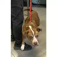 Foto dell\'animale cane - Matr. 2025/1128 - Microchip 380260170352559