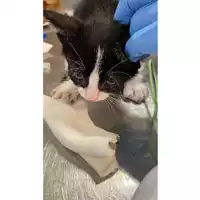 Foto dell\'animale gatto - Matr. 2025/1125 - Microchip 380260170352582