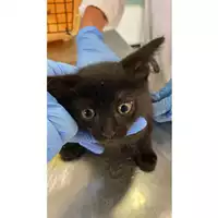 Foto dell\'animale gatto - Matr. 2025/1126 - Microchip 380260170352586