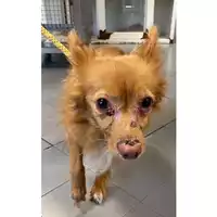 Foto dell\'animale cane - Matr. 2025/1131 - Microchip 380260004669309