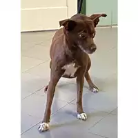 Foto dell\'animale cane - Matr. 2025/1133 - Microchip 380260170352587