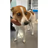 Foto dell\'animale cane - Matr. 2025/1134 - Microchip 380260043886673