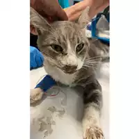 Foto dell\'animale gatto - Matr. 2025/1135 - Microchip 380260170352599