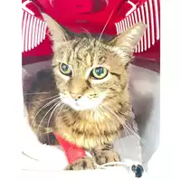 Foto dell\'animale gatto - Matr. 2025/1142 - Microchip 380260170352588