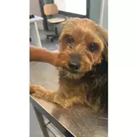 Foto dell\'animale cane - Matr. 2025/1141 - Microchip 380260170352585
